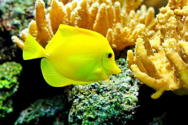 Yellow tang — Stock Photo, Image