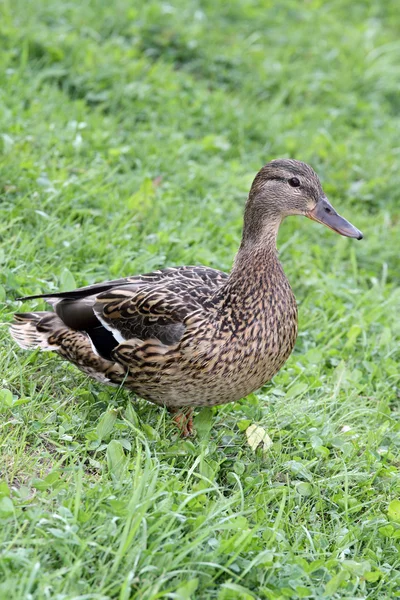 stock image Duck