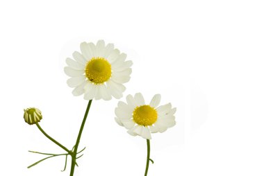 Herbal camomile clipart