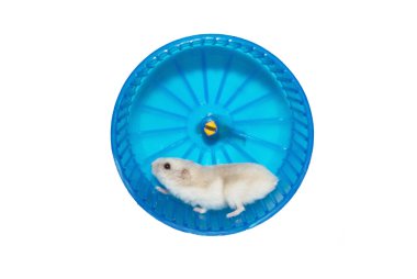 Hamster in the wheel clipart