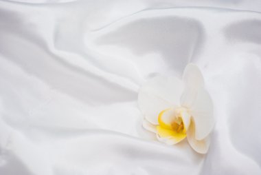 White orchid on the white satin clipart