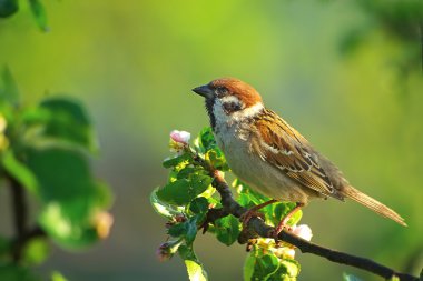 Romantic sparrow clipart