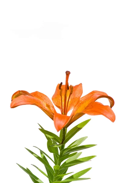 Orange Lilie auf weißem Hintergrund — Stockfoto