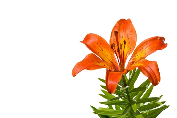 Orange Lilie auf weißem Hintergrund — Stockfoto