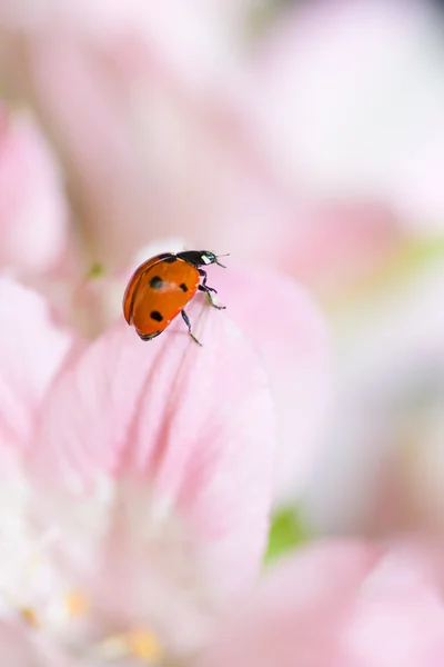 stock image Ladybird