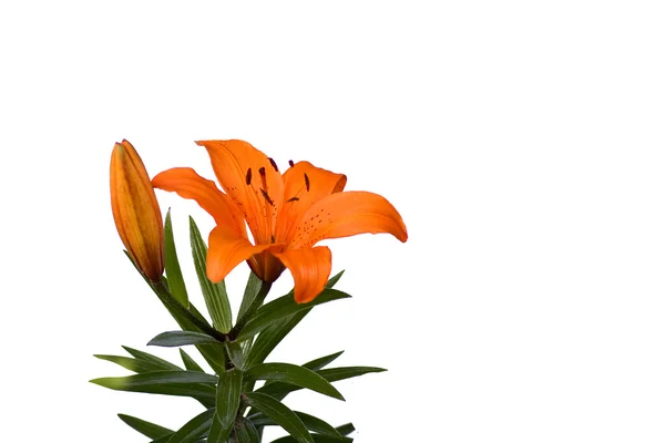 Оранжевая лилия на белом фоне — стоковое фото