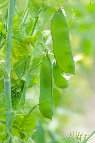 stock image Green pea