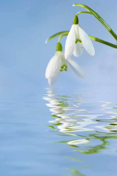 Подснежники
