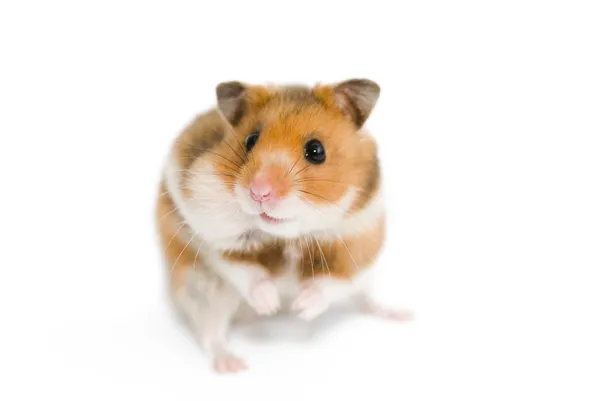 Syrian hamster with the filled cheek — Stock Photo, Image