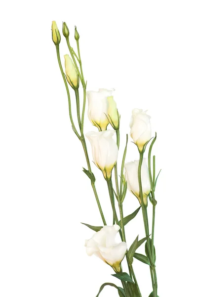 Eustoma branco — Fotografia de Stock