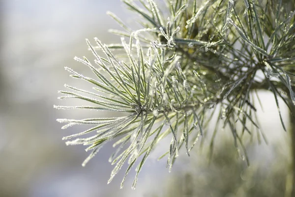 Buzlu çam ağacı — Stok fotoğraf