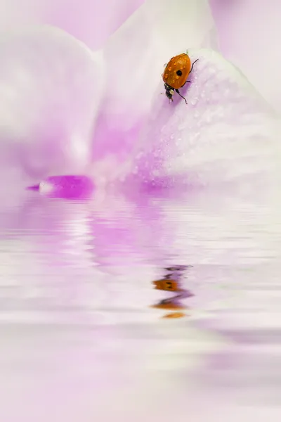 stock image Morning lady bird