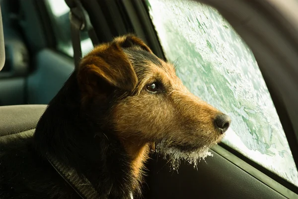 Hund, väntar i frostat bilen — Stockfoto
