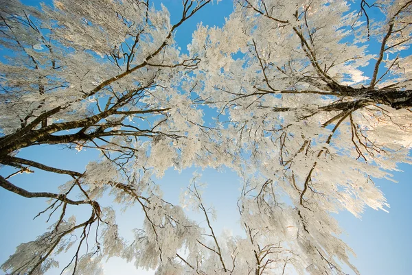 Frosted forest — Stock Photo, Image