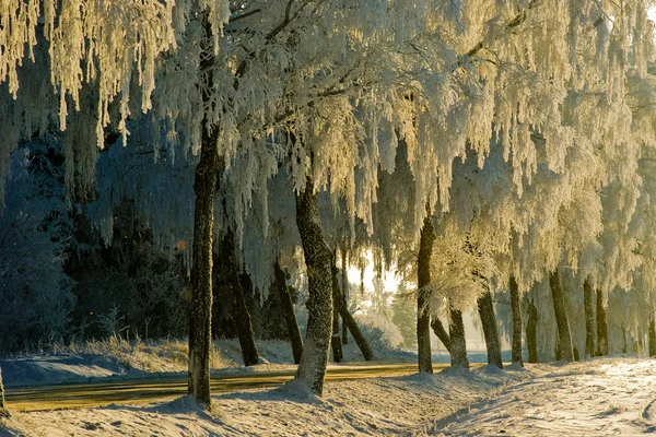 Landweg in de winter — Stockfoto