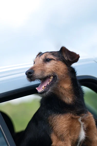 Hund i bilen — Stockfoto