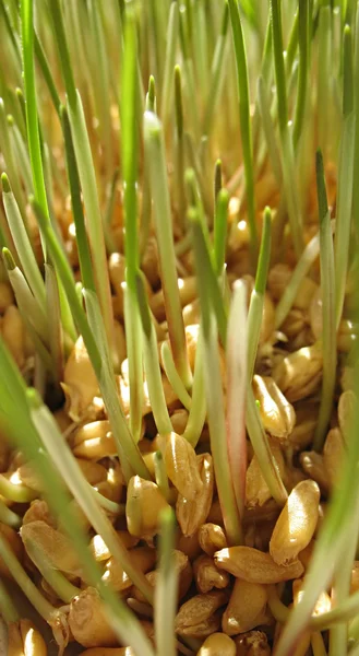 Высокая пшеничная капуста — стоковое фото
