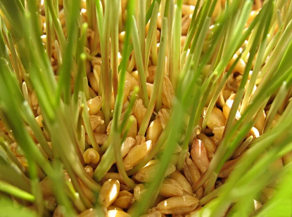 Ростки пшеницы — стоковое фото