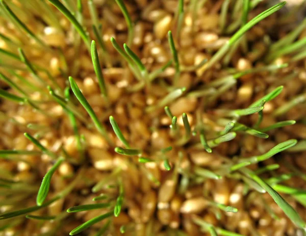 Пшеница 1 — стоковое фото