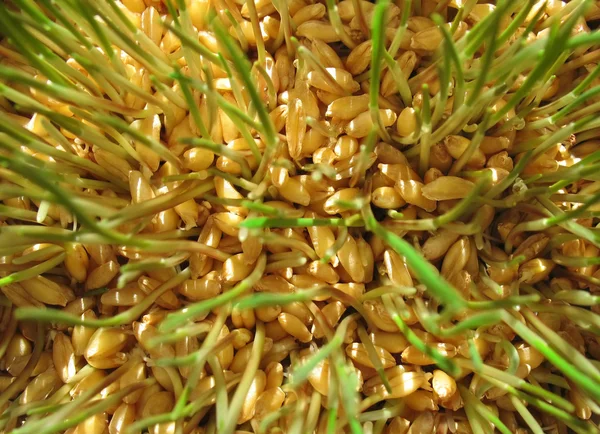 Пшеница 2 — стоковое фото