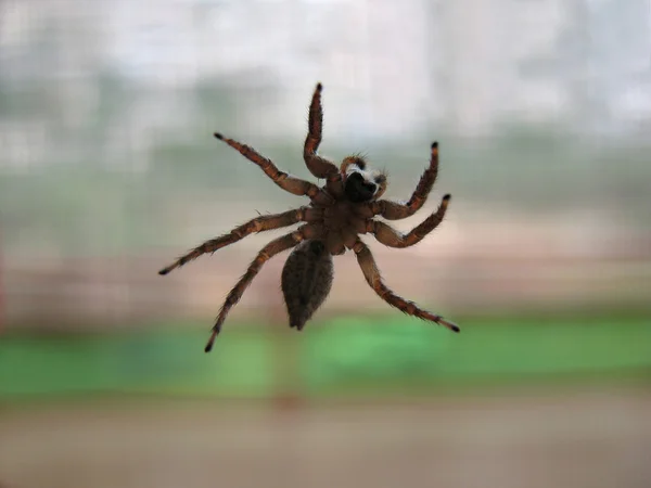 Stock image Underneath a Spider