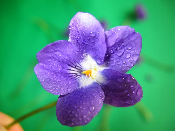 stock image Violet Dew