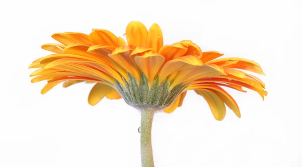 Flower of gerbera — Stock Photo, Image