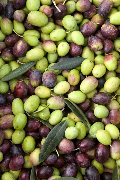 stock image Olives