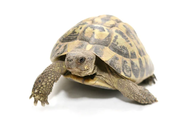 Черепаха Лицензионные Стоковые Изображения