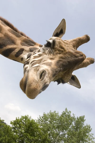 Giraf Rechtenvrije Stockfoto's