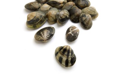 VONGOLE