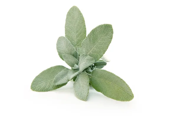 Salvia Royaltyfria Stockfoton