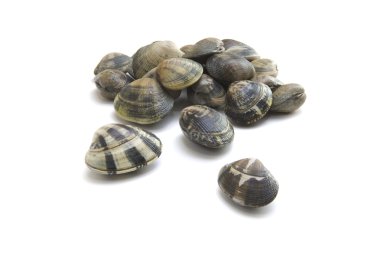 VONGOLE