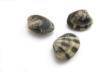 VONGOLE