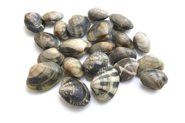 VONGOLE