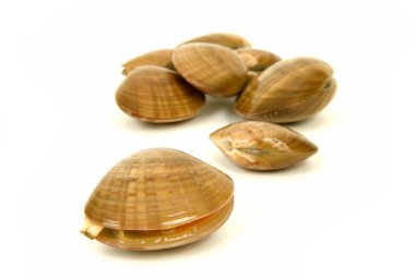 CLAM-VONGOLE clipart