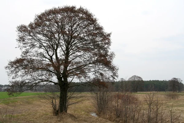 stock image Lonely tree