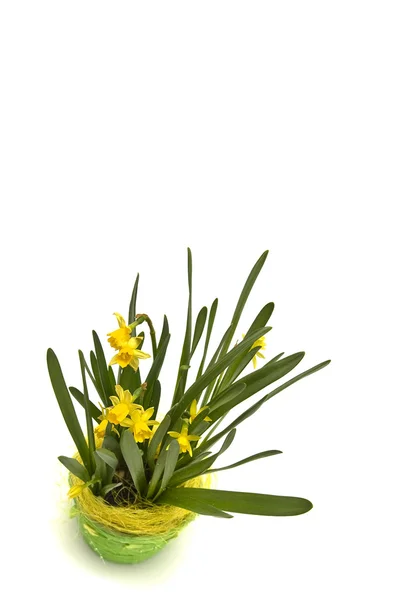 Daffodiles — Stock Photo, Image