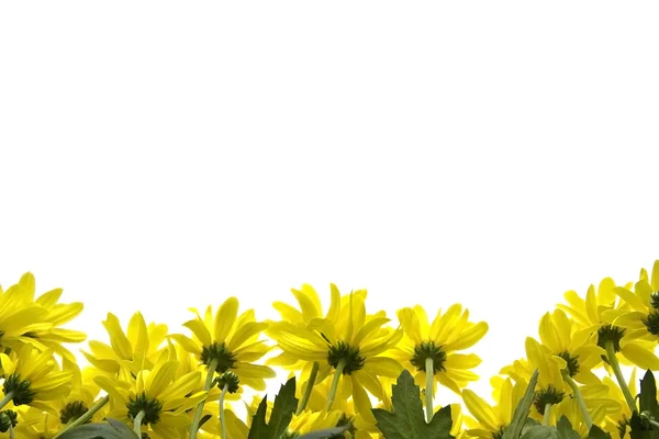 Margueritas amarillas — Foto de Stock