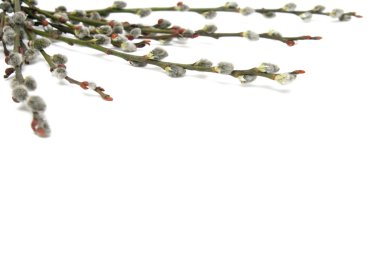 Catkins clipart