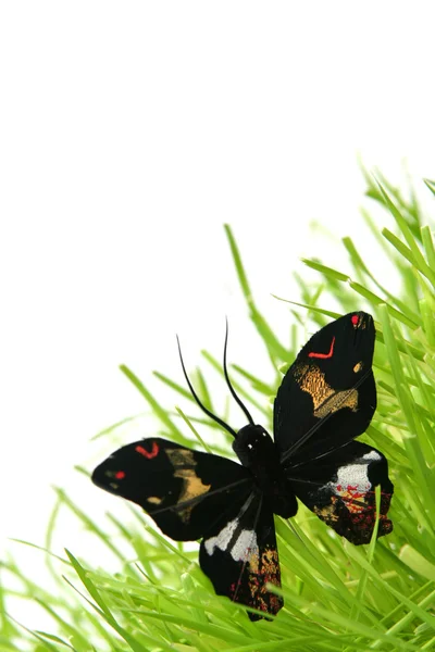 Černý motýl — Stock fotografie