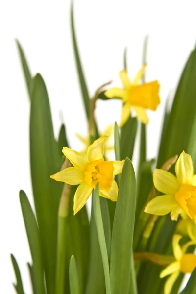 Daffodiles — Stock Fotó