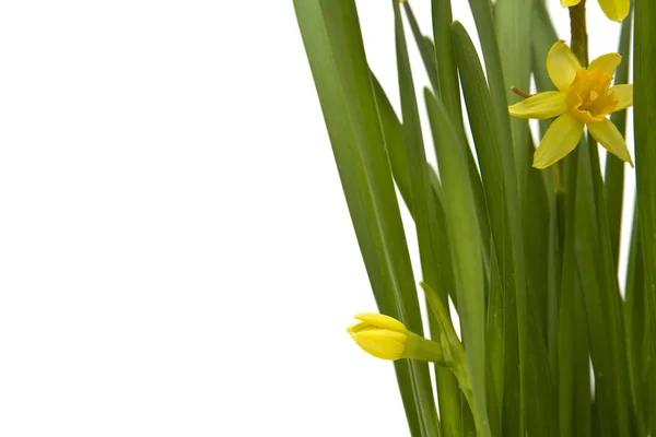 Daffodiles — Stockfoto