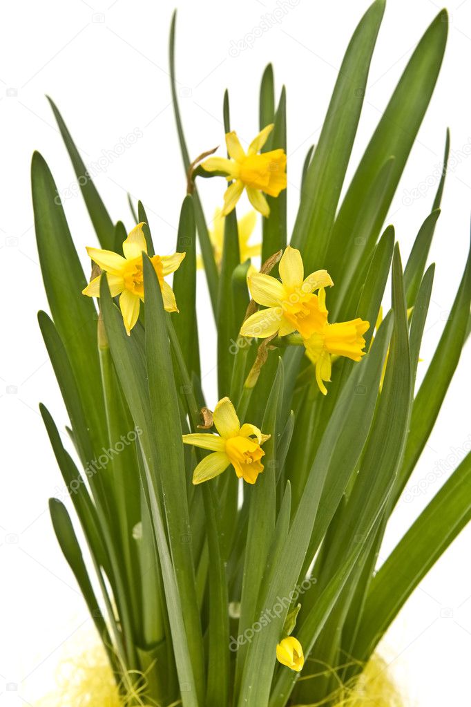 daffodiles — 圖庫照片08hallgerd#2877909