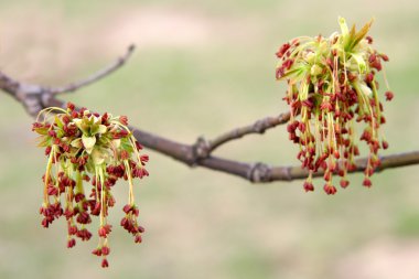 Maple flowers clipart