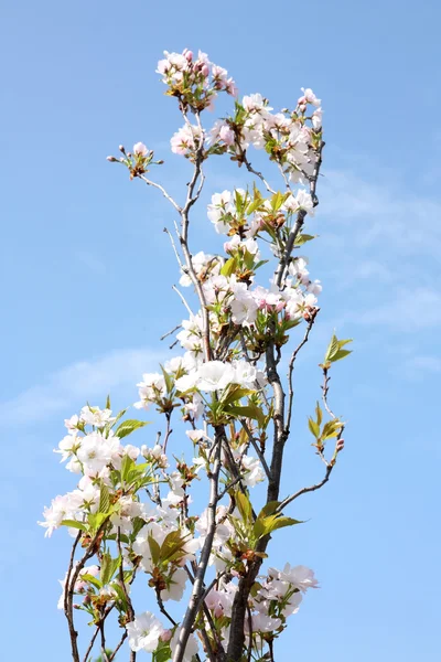 Sakura bianco — Foto Stock