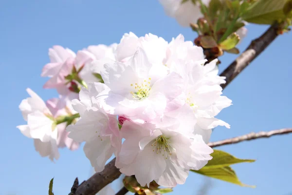 stock image White Sakura