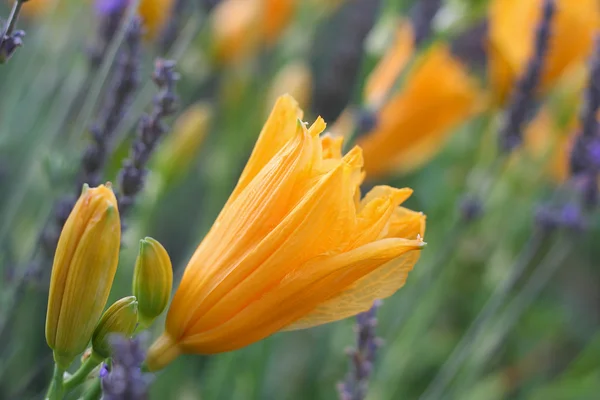 Πορτοκαλί ημέρα lilly μεταξύ lavendar και άλλα κρίνοι ημέρας — Φωτογραφία Αρχείου