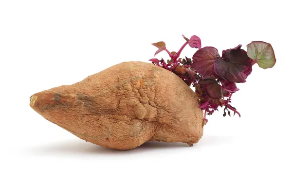 New Sprout from withered Yam New Sprout from withered Yam — Stock Photo, Image