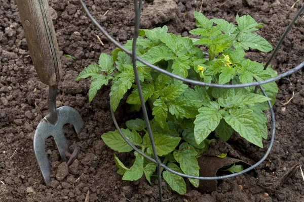 Nouvelle plante de tomate dans un jardin — Photo
